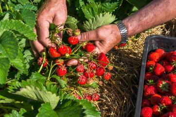 В Узбекистане создали сорт клубники для выращивания в теплице